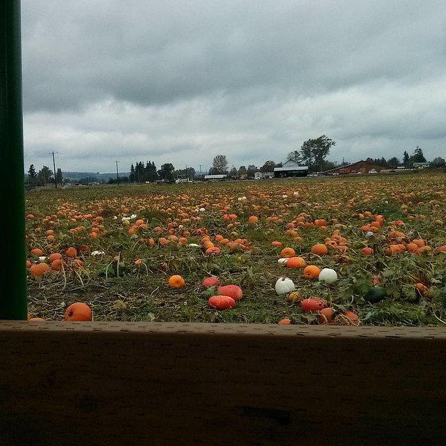 #pumpkinpatch #barn #hayride #PNW