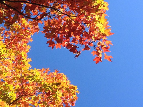 trees topf25 leaves vibrant fallcolors maryland brightcolors 4autumn iphone owingsmills garrisonforest baltimoreco cmwdblue