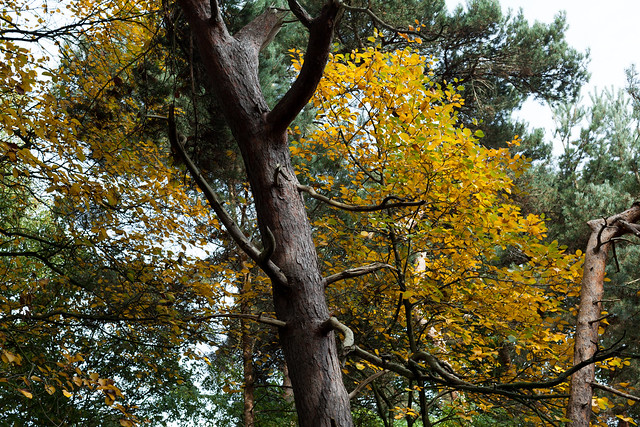 Yellow leaves | Hampstead Heath | Autumn in Hampstead-2