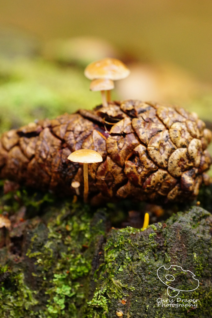 Pine Cone Mushrooms