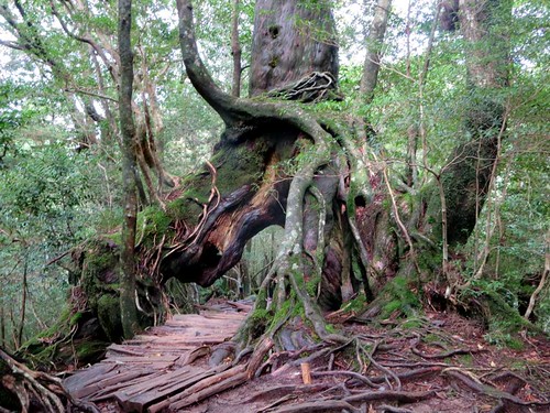 taikoiwa trail kugurisugi unsuikyo natural forest yakushima island japan yakusugi cedars shiratani