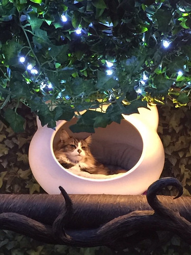 This is Petra and she is the beautiful queen of Lady Dinah’s cat... - The Caturday | by TheCaturday