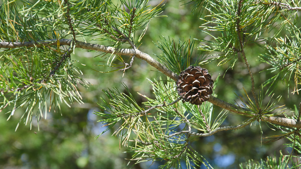 Corrected: Virginia pine (Pinus virginiana)