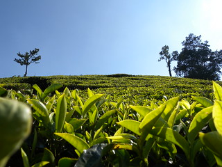 Tea plantations in Ooty, South India