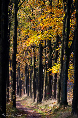 morning autumn trees orange color yellow canal oak path eindhoven foliage trunks portfolio