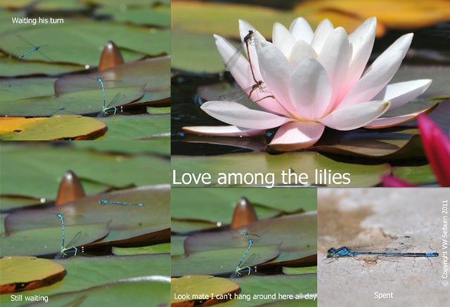 A tale of love among the lilies