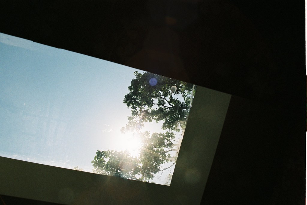 View through a car sunroof looking up at lush green tree foliage and bright sunshine in Michigan.