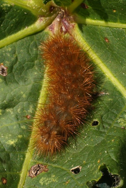 Day 205 - Buff Ermine Moth Caterpillar (205/365)