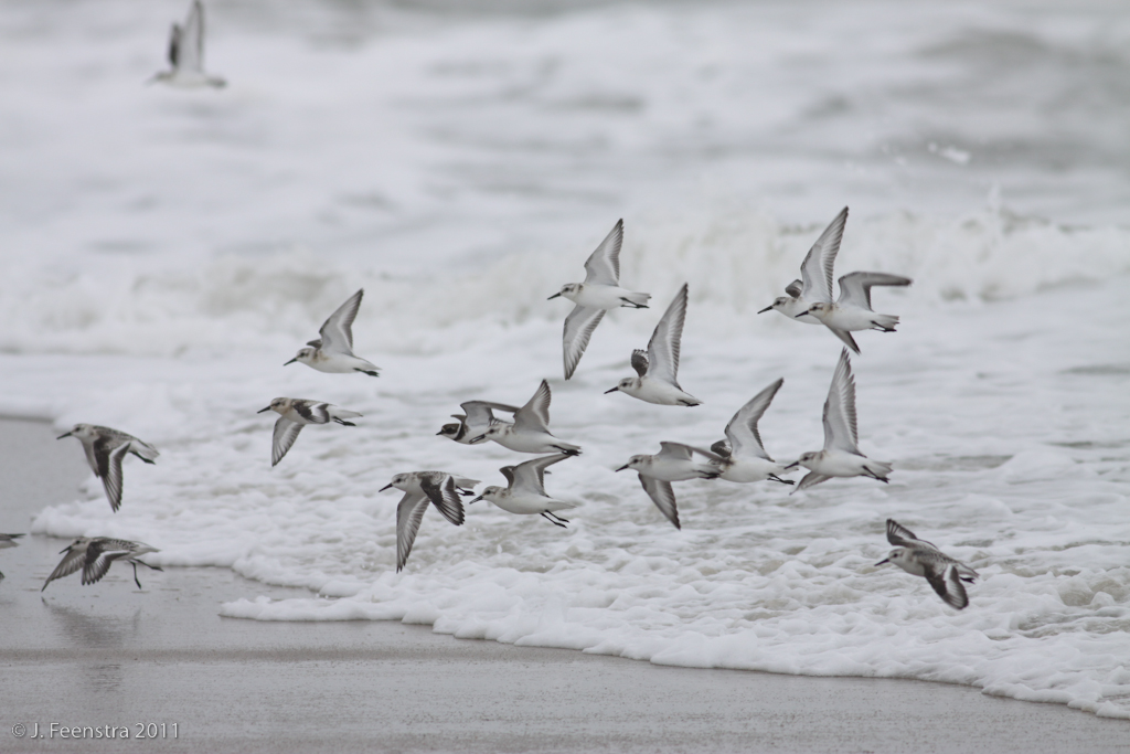 Migration as seen at Cape May is multi-faceted involving shorebirds...