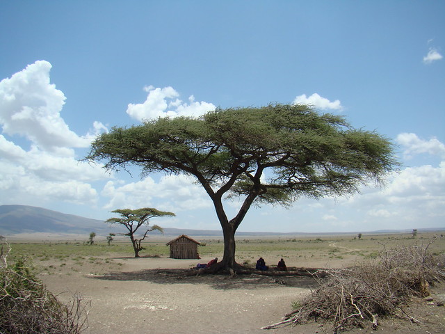 personas bajo un arbol en aldea Poblado Masai Tanzania 01