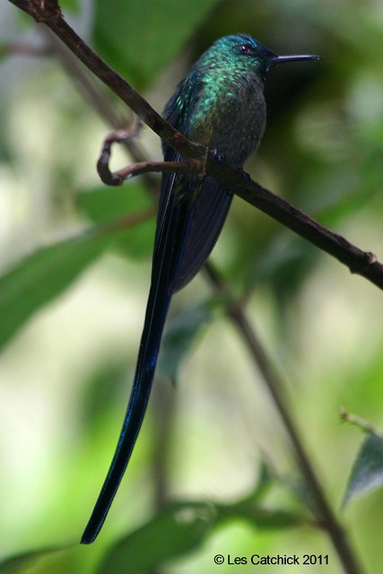 Long-tailed sylph hummingbird