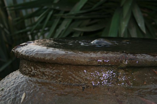 water leaves pot swaziland bubbling earthenware overflowing 2011 views25 vogonpoetry