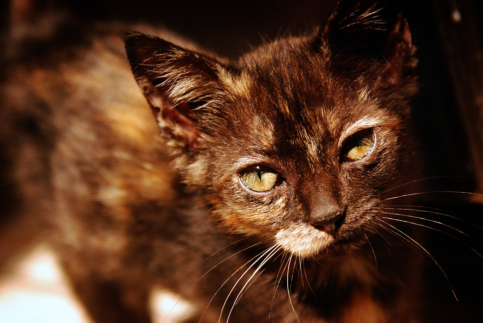 Tortoiseshell Cat - Cat Scanner