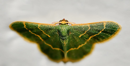 oklahoma nikon moth nikkor ok flickraward shanwee