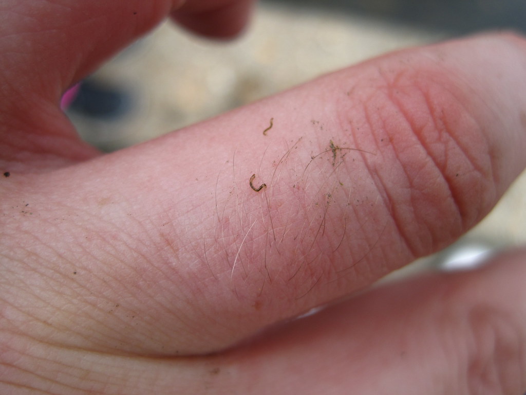 ravensbourne baby leeches (a), tiny leeches, greybeardother