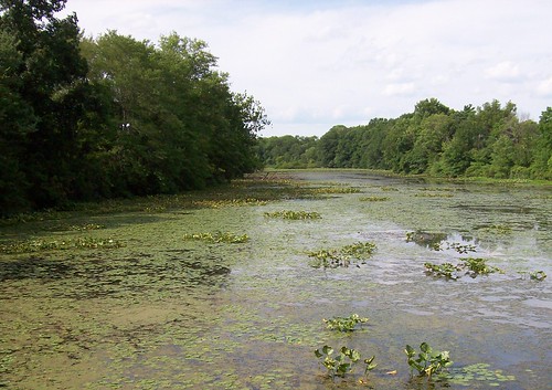 water lily pond, Basking Ridge, NJ
