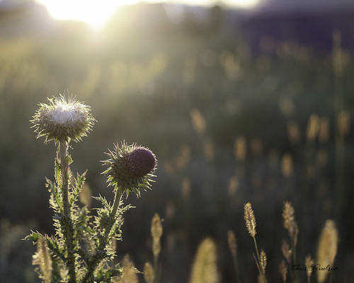 flowers camping sunset vacation canon