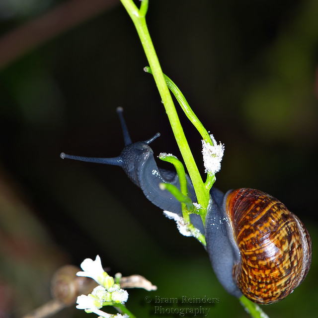 Slak-Snail (Gastropoda)