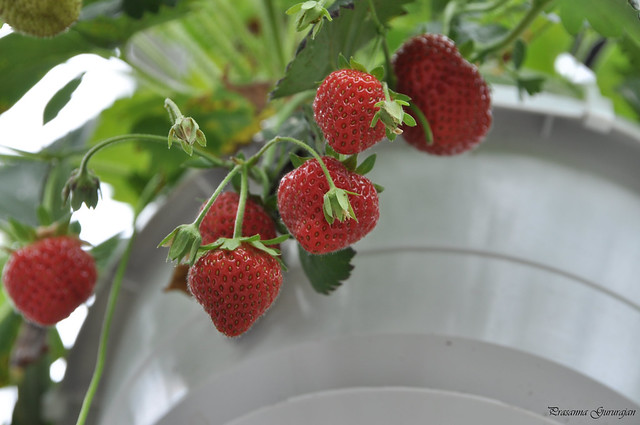 8.Sweet Strawberries