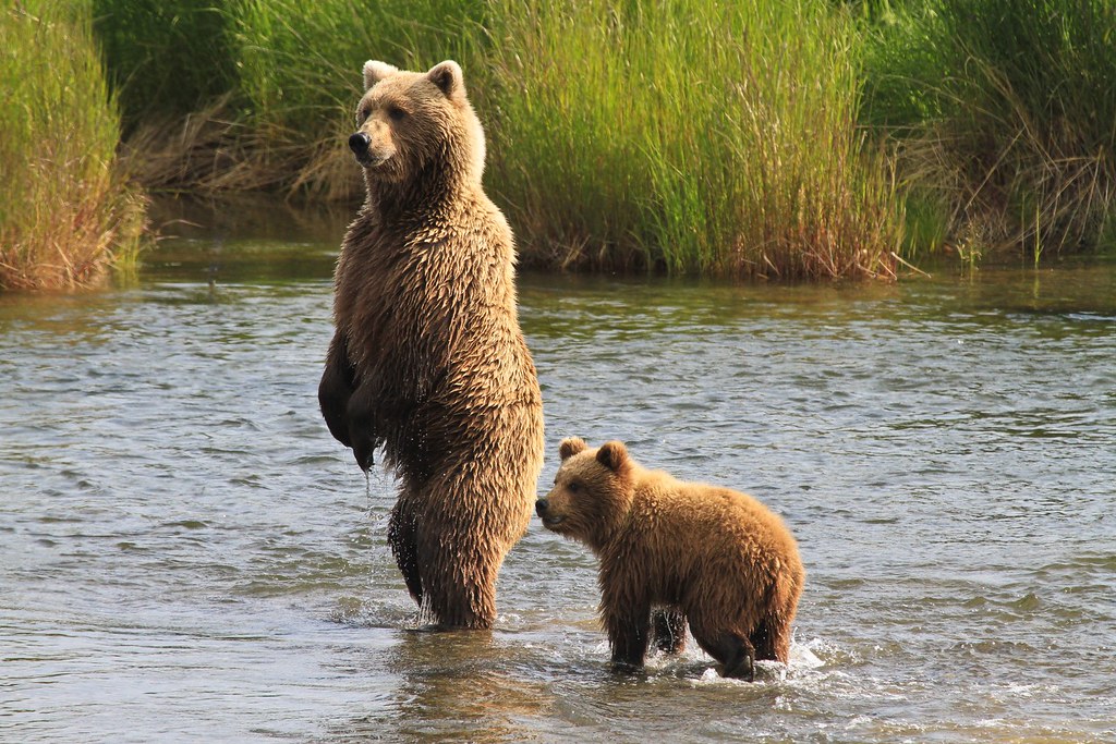 Cub with Mother Brown Bear