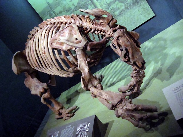 Prehistoric Display at the Smithsonian Natural History Museum