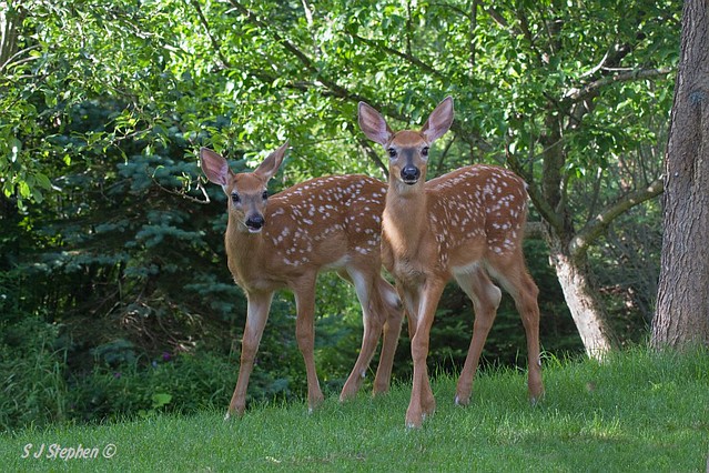 White Tail Fawn Twins