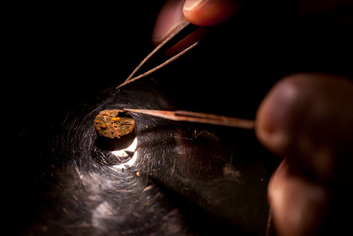 Under the Microscope: Blight Fungus | by Celebrate Forests