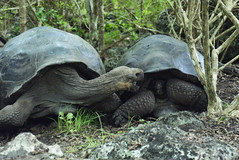 Galapagos tortoises (Chelonoidis nigra sp.) on Floreana, Galapagos Islands