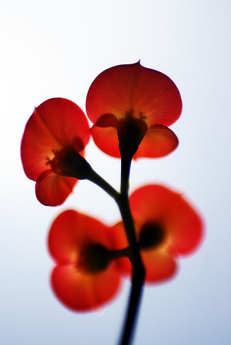 red flowers sm | by makumbo