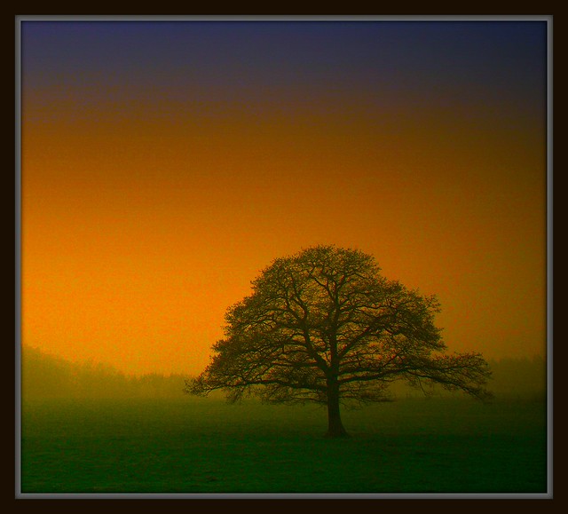 Niederhof - morning tree