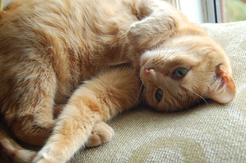 After her tail | by Nurse Kitty Qat