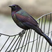 Flickr photo 'The Common Grackle Quiscalus quiscula' by: Maris Pukitis.
