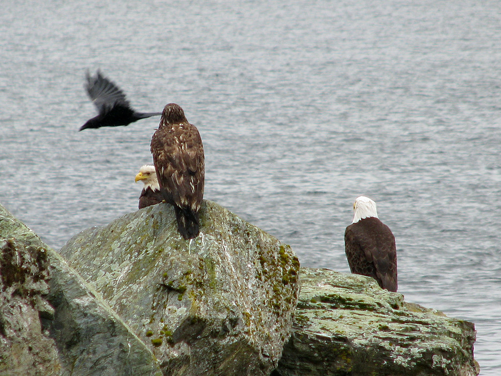 Ketchikan Raven Trio, and a Raven | Ketchikan, AK | Ash | Flickr