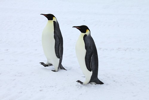 Antarctica: Emperor Penguins at Scott Base | by eliduke