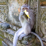 Monkey Forest in Bali (Ubud), Indonesia