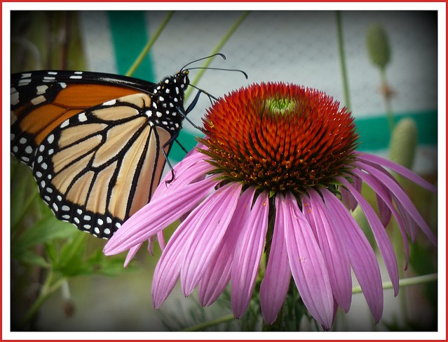 monarch butterfly in all his beauty!