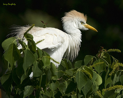 A Jefferson Island cattle egret.... by Larry Daugherty (slow for awhile)