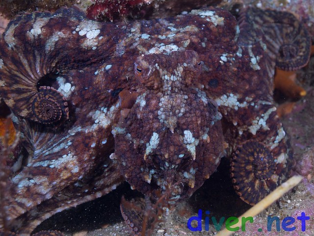 Octopus bimaculoides (California Two-Spot Octopus) - Bird Rock, Catalina Island, California - Olympus E-520