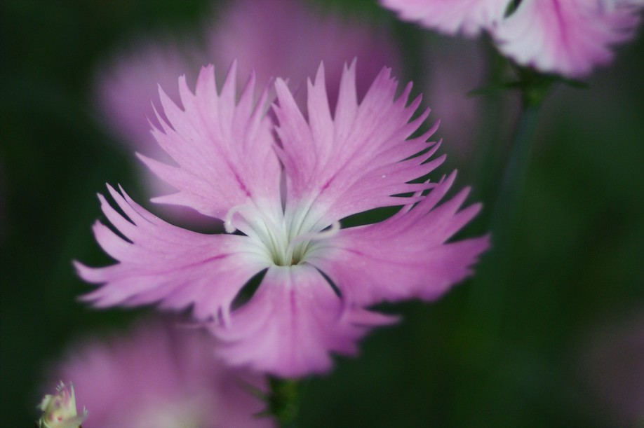 なでしこ 品種初恋 Dsc079 ナデシコ 品種 初恋 Dianthus Hybrida ナ Flickr