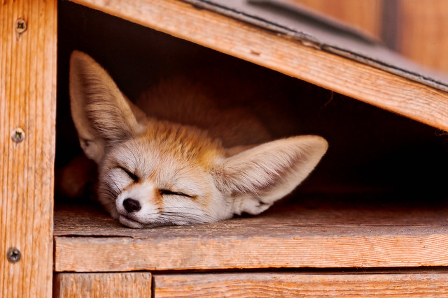 Sleeping fennec fox