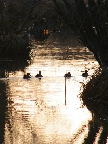 Double Dating Ducks by Uncle Muley, I spotted these ducks while I was out at Lischesky Ditch one morning and I'm pretty sure they had sp