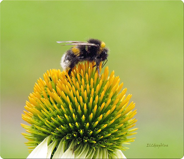 To bee or not to bee...Bumble-bee...