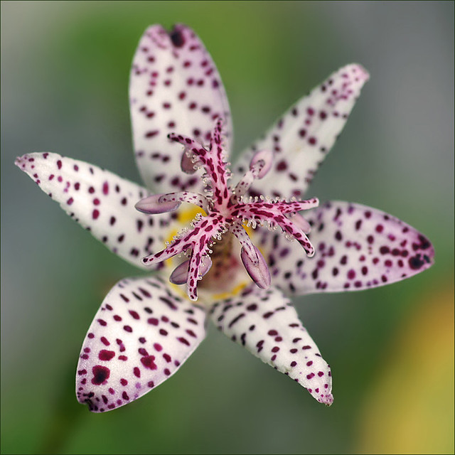Tricyrtis, the Toad Lily | Tricyrtis is a genus of the botan… | Flickr