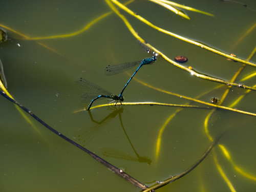 Common blue damselflies mating