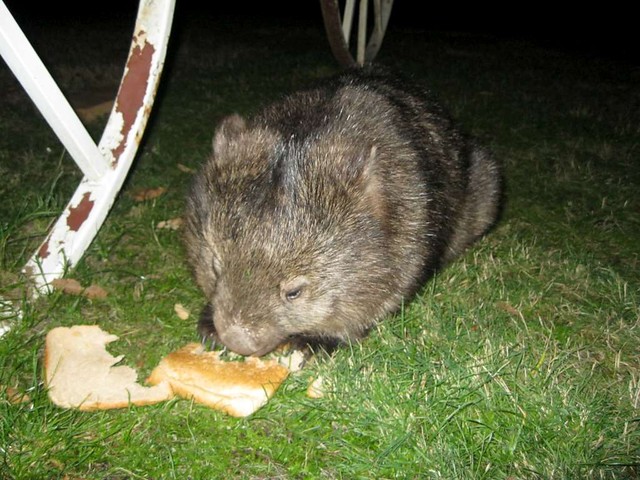 Wombat at school camp