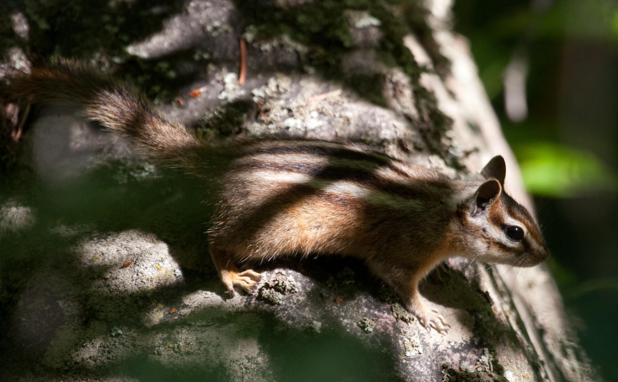 Chipmunk