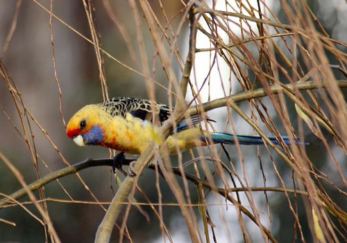 IMGP2982 Adelaide Rosella | by River Dweller
