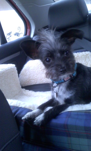 Puppy Ride in Car