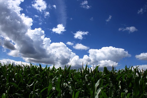 blue sky project corn cornfield maize maizefield tenminutes bluskies tenminutesfromhome within10minutes