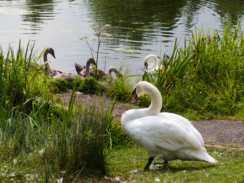 Swan and half-grown cygnets